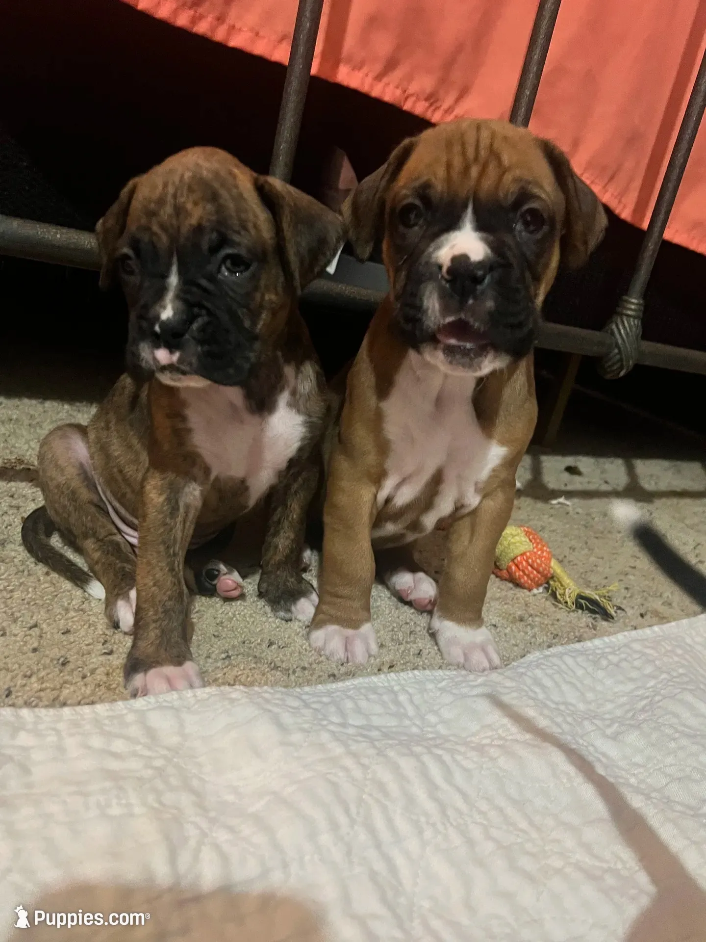 Dozier, a male Boxer for sale in Nashville, TN – 3 of 5