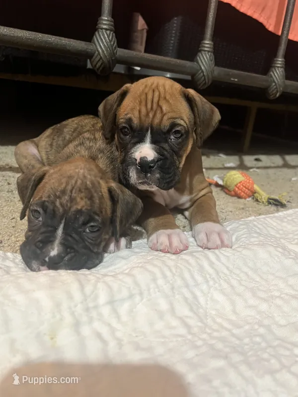 Bj – Boxer puppy for sale in Nashville, TN