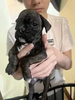 Juliet, a female Boxer for sale in Hermitage, TN – 3 of 5