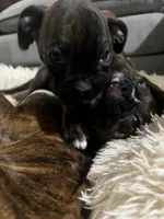 Juliet, a female Boxer for sale in Hermitage, TN – 4 of 5