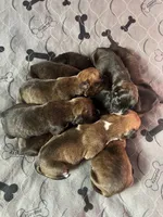 Dozier, a male Boxer for sale in Nashville, TN – 5 of 5
