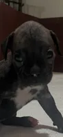 Milo, a male Boxer for sale in Hermitage, TN – 4 of 4