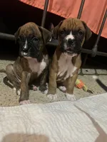 Bj, a male Boxer for sale in Nashville, TN – 2 of 2