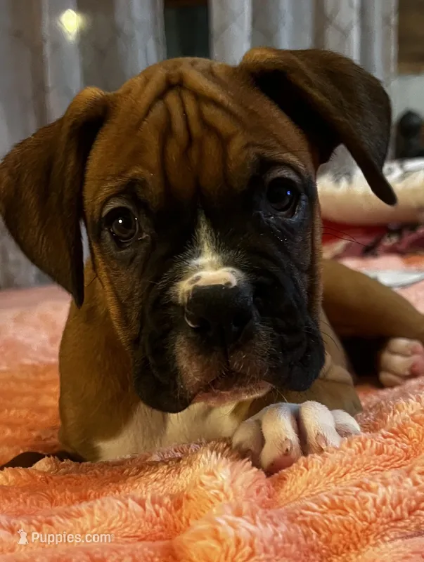 Bj – Boxer puppy for sale in Hermitage, TN