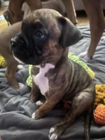 Mya, a female Boxer for sale in Nashville, TN – 3 of 5