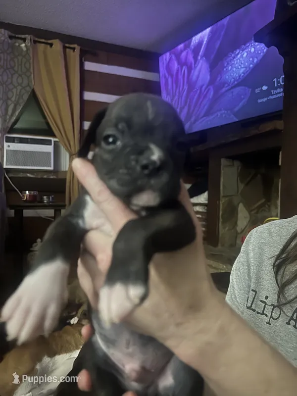 Scoot – Boxer puppy for sale in Nashville, TN