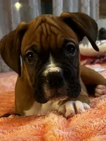 A.J, a male Boxer for sale in Hermitage, TN – 1 of 7