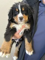 processed/3166b047-1217-408c-9a91-e83a1471ad8c/listing/2059978f-2b27-4fcc-857f-1a1dc4ea621d/5a315ea8-52bb-4343-88ac-ba72dc61a5d8