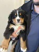 processed/3166b047-1217-408c-9a91-e83a1471ad8c/listing/2059978f-2b27-4fcc-857f-1a1dc4ea621d/fab89c68-faf3-4ff1-ba08-082feeada15f