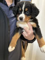 processed/3166b047-1217-408c-9a91-e83a1471ad8c/listing/83973bc5-a3ce-493c-add7-29a5bb2bf544/c8d349b2-e954-4a91-83cb-2fac3ccd9f52