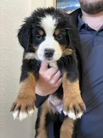 processed/3166b047-1217-408c-9a91-e83a1471ad8c/listing/c4f7f4b6-c971-4a3c-a985-e795fa62330b/339802e9-48e1-4cee-887e-ea7ee4d25795