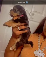 Boy one , a male Yorkshire Terrier for sale in Chicago, IL – 4 of 4