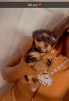 Girl one , a female Yorkshire Terrier for sale in Chicago, IL – 4 of 6