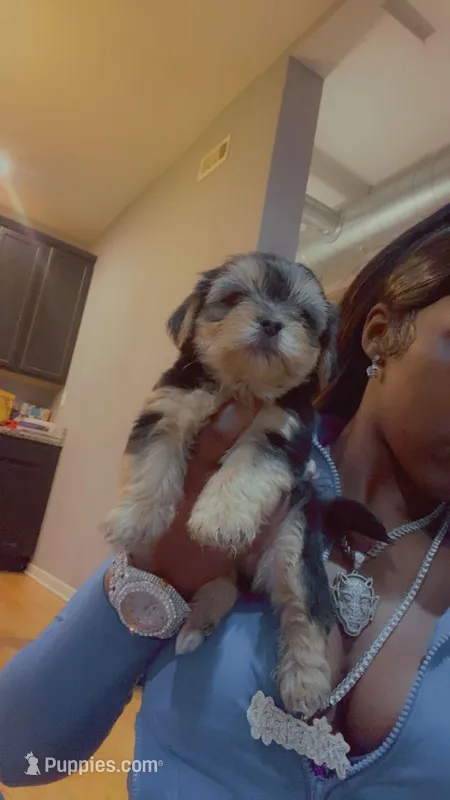 Teddy  – Yorkshire Terrier puppy for sale in Chicago, IL