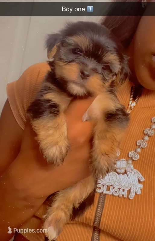 Boy one  – Yorkshire Terrier puppy for sale in Chicago, IL