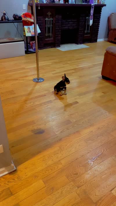 Black girl , a female French Bulldog for sale in Chicago, IL – 6 of 9