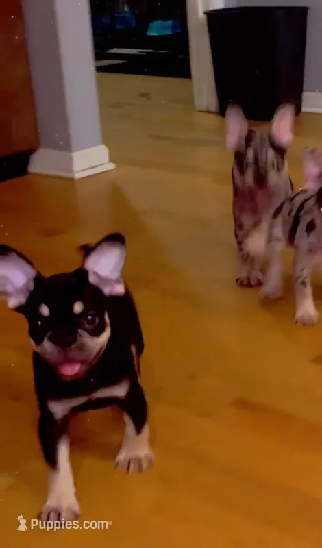 Black girl – French Bulldog puppy for sale in Chicago, IL