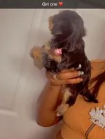 Girl one , a female Yorkshire Terrier for sale in Chicago, IL – 2 of 6