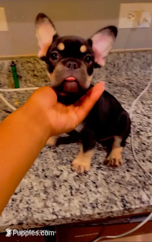 Black girl – French Bulldog puppy for sale in Chicago, IL