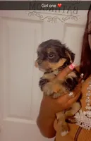 Girl one , a female Yorkshire Terrier for sale in Chicago, IL – 3 of 6