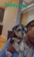 Teddy boy , a male Yorkshire Terrier for sale in Chicago, IL – Photo 2 of 2