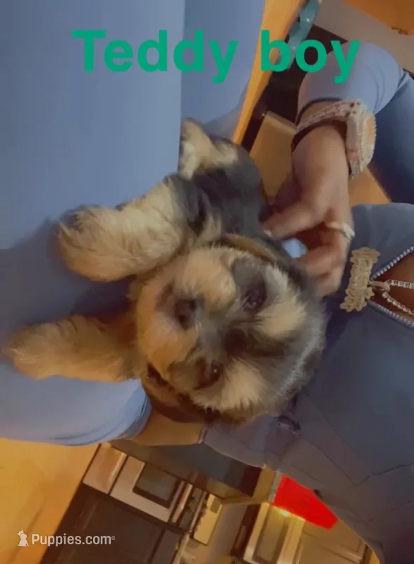 Teddy boy  – Yorkshire Terrier puppy for sale in Chicago, IL
