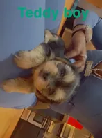 Teddy boy , a male Yorkshire Terrier for sale in Chicago, IL – Photo 1 of 2