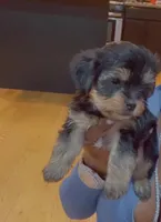 Black boy, a male Yorkshire Terrier for sale in Chicago, IL – Photo 2 of 3