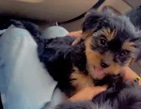 Black boy, a male Yorkshire Terrier for sale in Chicago, IL – Photo 1 of 3