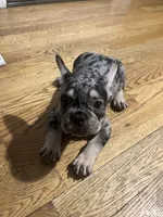 Spot , a male French Bulldog for sale in Chicago, IL – 2 of 10