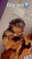 Boy 2, a male Yorkshire Terrier for sale in Chicago, IL – 4 of 4