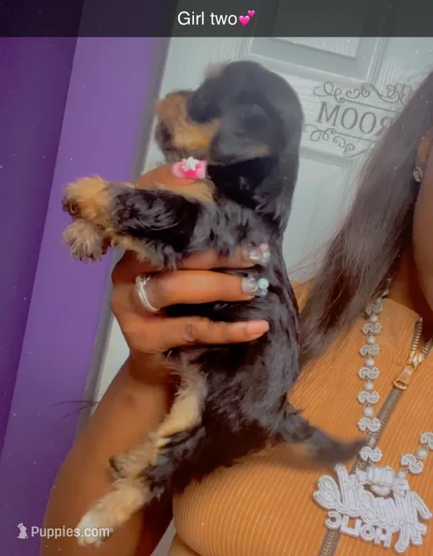 Girl , a female Yorkshire Terrier for sale in Chicago, IL – 1 of 7