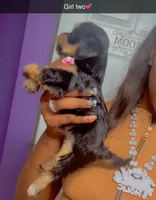 Girl , a female Yorkshire Terrier for sale in Chicago, IL – 1 of 7