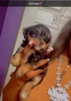 Girl , a female Yorkshire Terrier for sale in Chicago, IL – 5 of 7