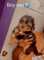 Boy 2, a male Yorkshire Terrier for sale in Chicago, IL – 3 of 4