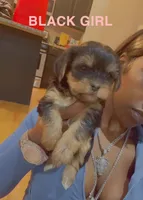 Black girl, a female Yorkshire Terrier for sale in Chicago, IL – Photo 4 of 4