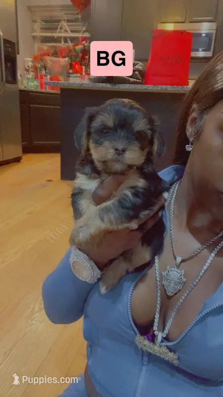 Black girl – Yorkshire Terrier puppy for sale in Chicago, IL