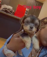 Tiny, a male Yorkshire Terrier for sale in Chicago, IL – Photo 5 of 5