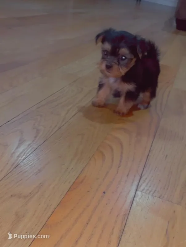 Tiny – Yorkshire Terrier puppy for sale in Chicago, IL