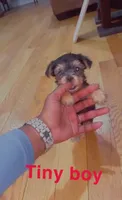 Tiny, a male Yorkshire Terrier for sale in Chicago, IL – Photo 4 of 5