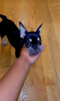 Black girl, a female French Bulldog for sale in Chicago, IL – 5 of 5