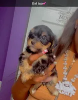Girl , a female Yorkshire Terrier for sale in Chicago, IL – 4 of 7