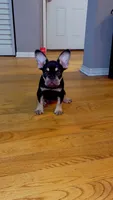 Black girl , a female French Bulldog for sale in Chicago, IL – 1 of 9