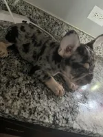 Spot , a male French Bulldog for sale in Chicago, IL – 7 of 10
