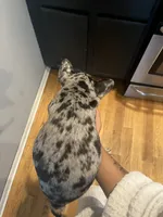 Spot , a male French Bulldog for sale in Chicago, IL – 3 of 10