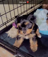 Girl one , a female Yorkshire Terrier for sale in Chicago, IL – 1 of 6