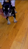 Black girl , a female French Bulldog for sale in Chicago, IL – 5 of 9