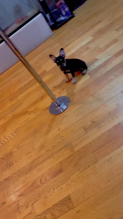Black girl , a female French Bulldog for sale in Chicago, IL – 9 of 9
