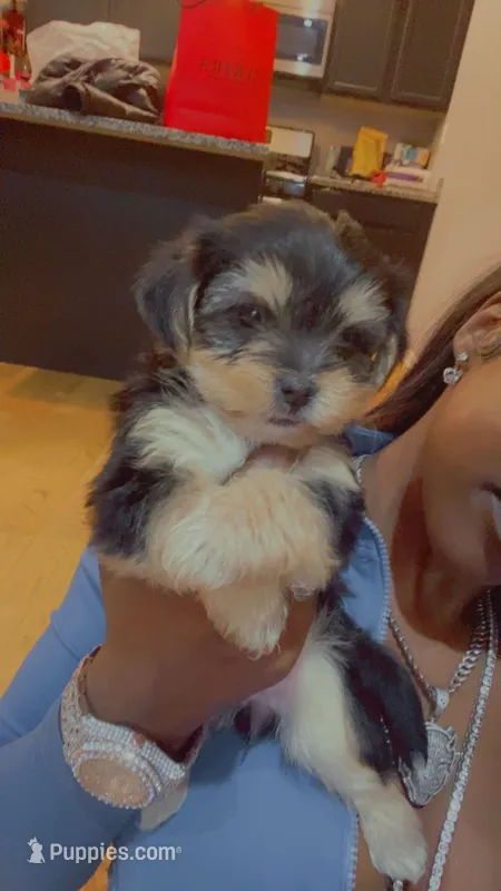 Pack runner  – Yorkshire Terrier puppy for sale in Chicago, IL