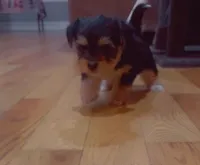 Pack runner , a female Yorkshire Terrier for sale in Chicago, IL – Photo 3 of 4